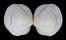 LUCINIDAE AUSTRIELLA CORRUGATA shell