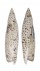 SERAPHSIDAE TEREBELLUM TEREBELLUM PUNCTULORUM shell