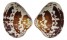 VENERIDAE LIOCONCHA FASTIGIATA shell
