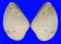 VENERIDAE EUMARCIA PAUPERCULA shell