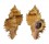 MURICIDAE CHICOREUS LACINIATUS shell