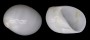 NATICIDAE POLINICES MAMMILLA shell