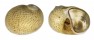 NATICIDAE NATICARIUS FULMINEA PUNCTATUS shell