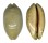 CYPRAEIDAE MAURITIA EGLANTINA shell