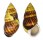 LANDSNAIL AMPHIDROMUS PERVERSUS shell