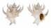 CORALLIOPHILIDAE BABELOMUREX SPINOSUS shell