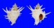 CORALLIOPHILIDAE BABELOMUREX CENTIMANUS shell