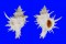 CORALLIOPHILIDAE BABELOMUREX CENTIMANUS shell