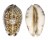 CYPRAEIDAE ARABICA HISTRIO HISTRIO shell