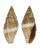 MITRIDAE MITRA VARIABILIS shell