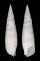 CERITHIIDAE RHINOCLAVIS FASCIATA shell