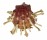 SPONDYLIDAE SPONDYLUS FOLIACEUS shell