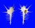 MURICIDAE MUREX TERNISPINA shell