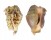 STROMBIDAE LAMBIS LAMBIS shell