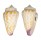 CONIDAE CONUS TESSULATUS shell