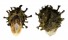 ARCIDAE ARCA VENTRICOSA shell