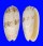 OLIVIDAE OLIVA SERICEA shell