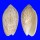 OLIVIDAE OLIVA PERUVIANA shell
