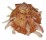 SPONDYLIDAE SPONDYLUS NUX shell