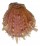 SPONDYLIDAE SPONDYLUS MULTISETOSUS shell