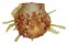 SPONDYLIDAE SPONDYLUS NUX shell
