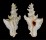 MURICIDAE PTERYNOTUS ELONGATUS shell