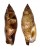 STROMBIDAE STROMBUS TEREBELLATUS shell