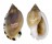 CASSIDAE CASMARIA ERINACEUS VIBEX shell