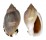 CASSIDAE CASMARIA ERINACEUS VIBEX shell