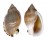 CASSIDAE CASMARIA ERINACEUS VIBEX shell