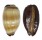 CYPRAEIDAE TALPARIA TALPA shell