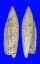 SERAPHSIDAE TEREBELLUM TEREBELLUM PUNCTULORUM shell