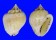 COLUMBELLIDAE EUPLICA BRUNNIDENTATA shell