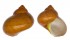 TURBINIDAE TURBO REEVEI shell