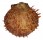 SPONDYLIDAE SPONDYLUS SWINNENI shell