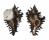 MURICIDAE CHICOREUS BRUNNEUS shell