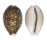 CYPRAEIDAE CYPRAEA VITELLUS shell