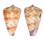CONIDAE CONUS TESSULATUS shell