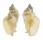 MURICIDAE PTERYNOTUS TRIPTERUS shell