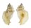MURICIDAE PTERYNOTUS TRIPTERUS shell