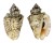 STROMBIDAE STROMBUS LENTIGINOSUS shell