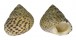 TROCHIDAE PHORCUS TURBINATA shell