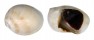 NATICIDAE POLINICES MELANOSTOMUS shell