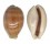 CYPRAEIDAE LYNCINA LEVIATHAN TITAN shell