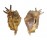 STROMBIDAE LAMBIS LAMBIS shell