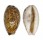CYPRAEIDAE LYNCINA LYNX VANELLI shell