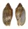 VOLUTIDAE CYMBIOLA VESPERTILIO shell