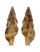 PISANIIDAE PRODOTIA BILLEHEUSTI shell