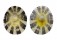 NACELLIDAE CELLANA RADIATA RADIATA shell