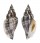 STROMBIDAE STROMBUS URCEUS shell